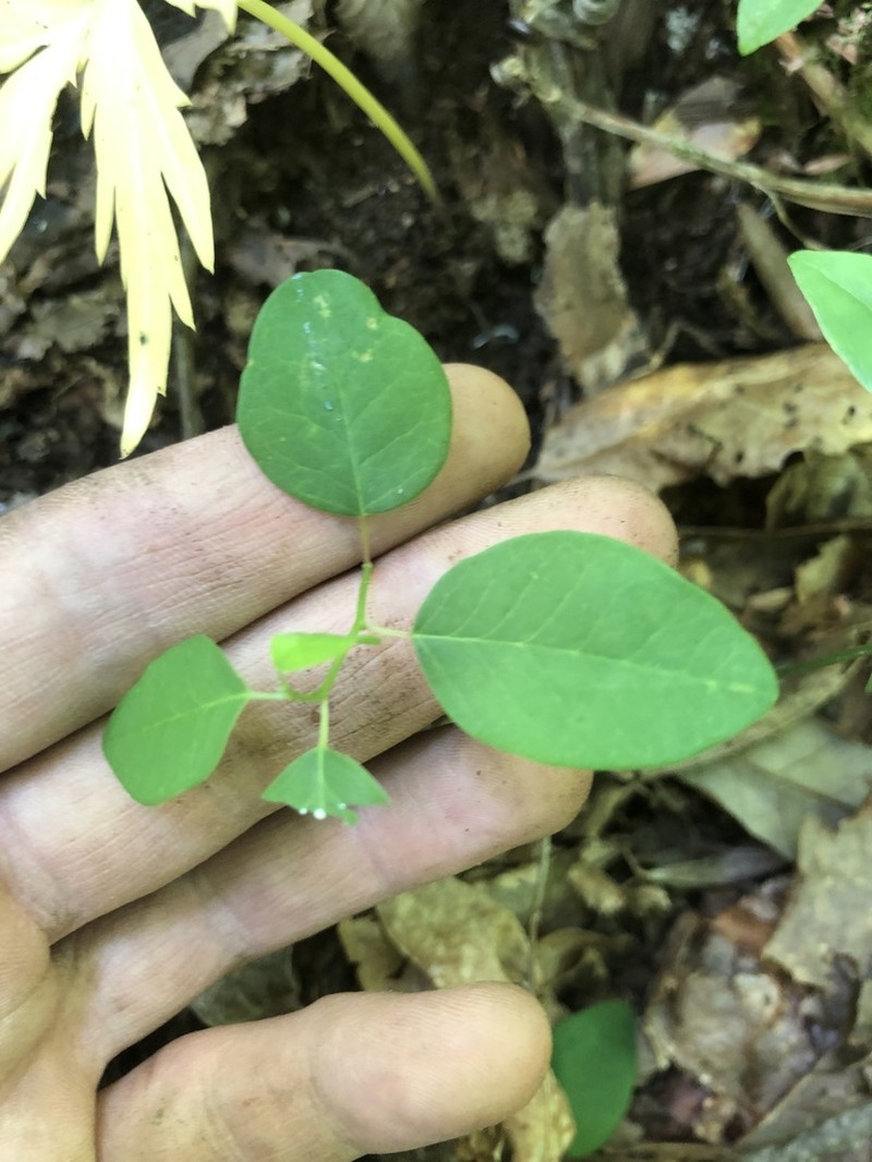 Euphorbia apocynifolia photo 2