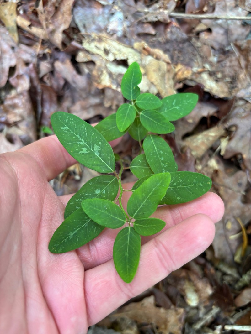 Euphorbia apocynifolia photo 3