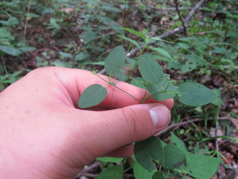Euphorbia apocynifolia photo 4
