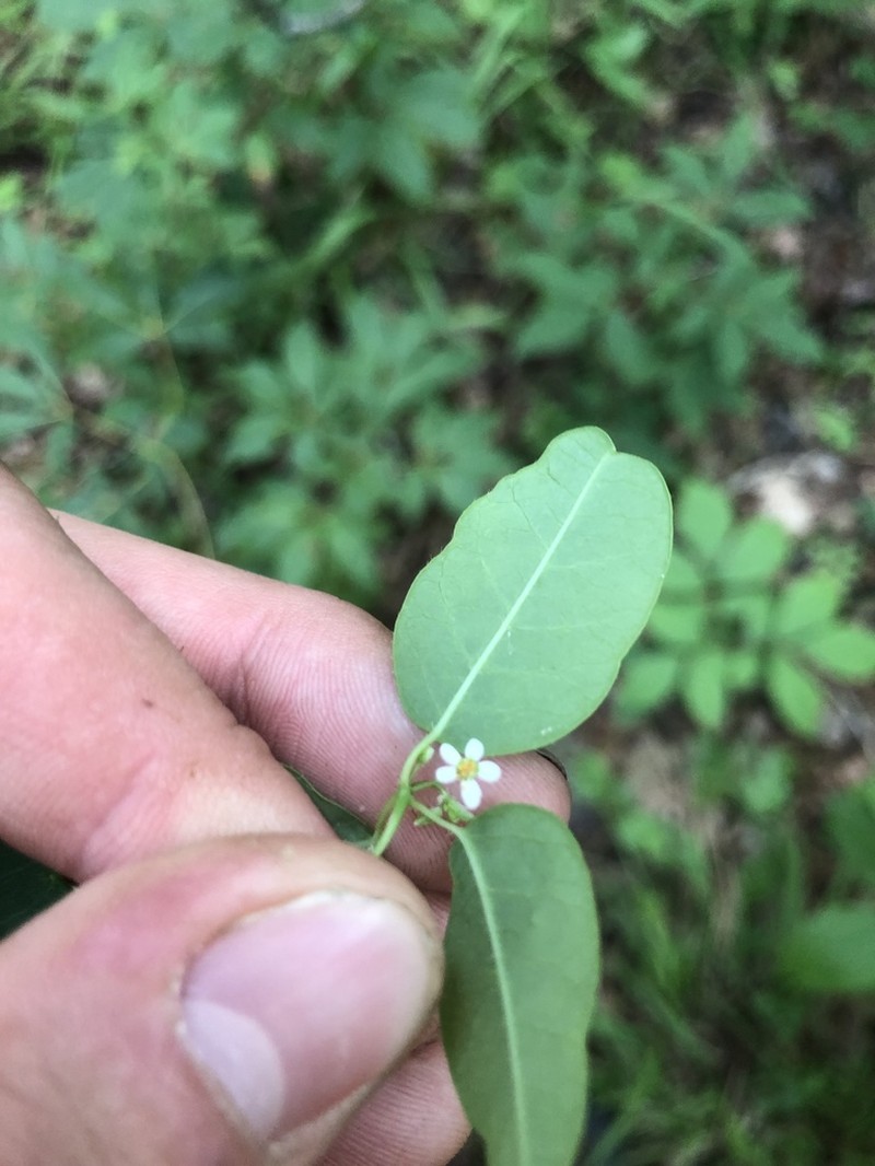 Euphorbia apocynifolia photo 5