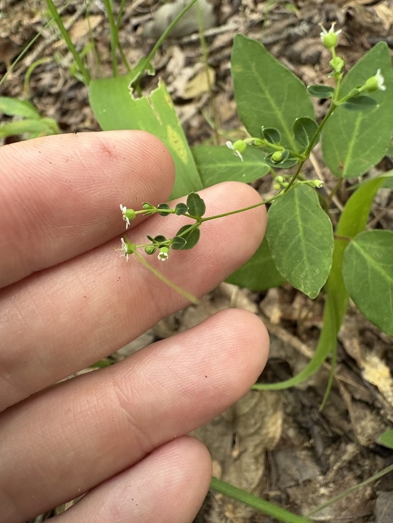 Euphorbia apocynifolia photo 6