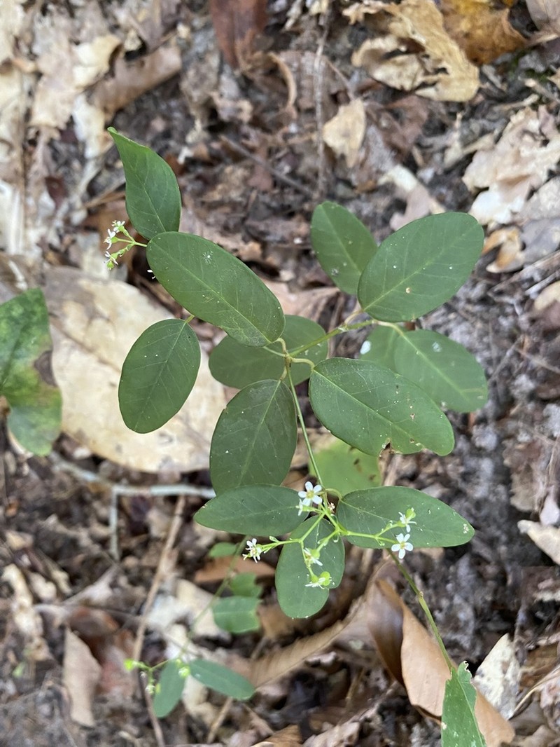 Euphorbia apocynifolia photo 8