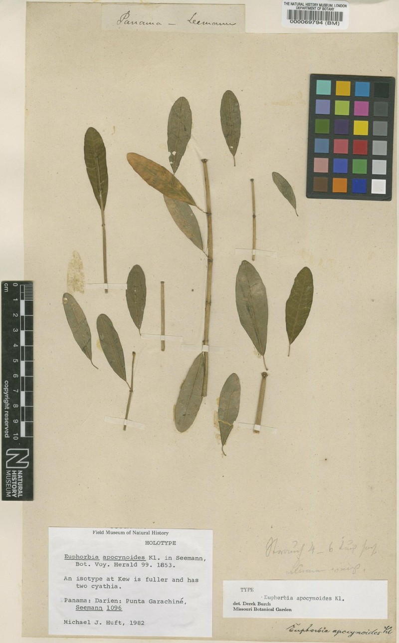 Euphorbia apocynoides
