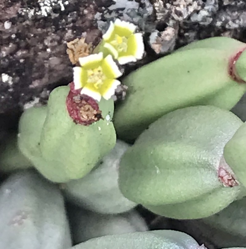 Euphorbia appariciana photo 2