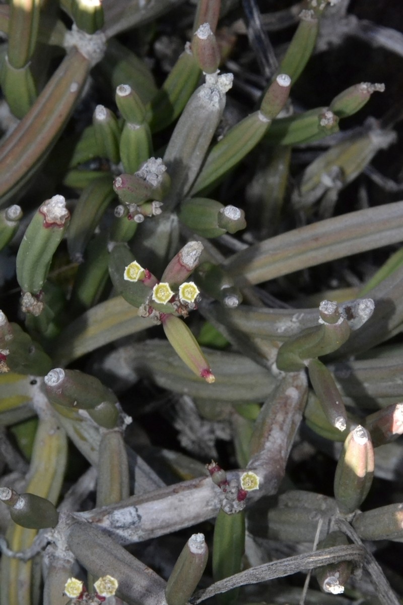 Euphorbia appariciana photo 3