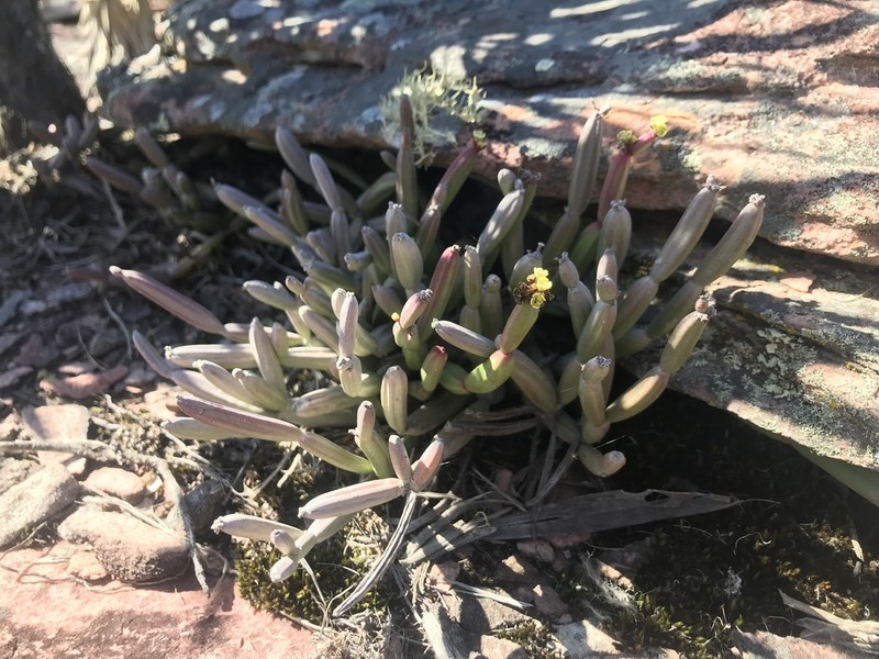 Euphorbia appariciana photo 4