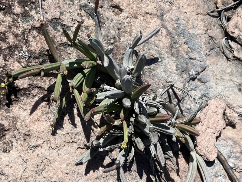 Euphorbia appariciana photo 5