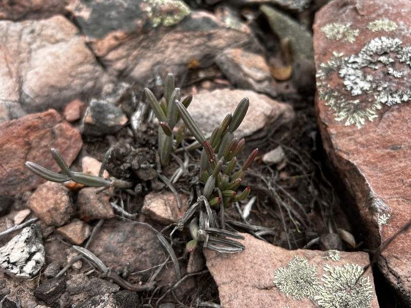 Euphorbia appariciana photo 6