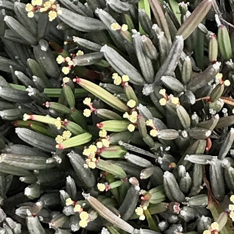 Euphorbia appariciana photo 7