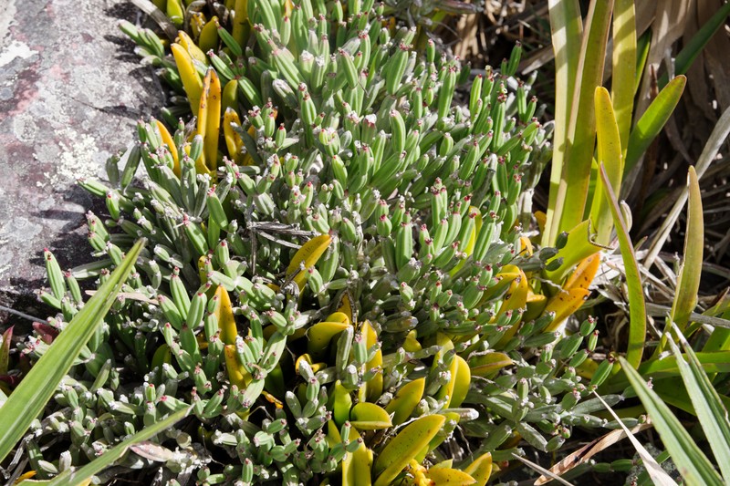 Euphorbia appariciana photo 8