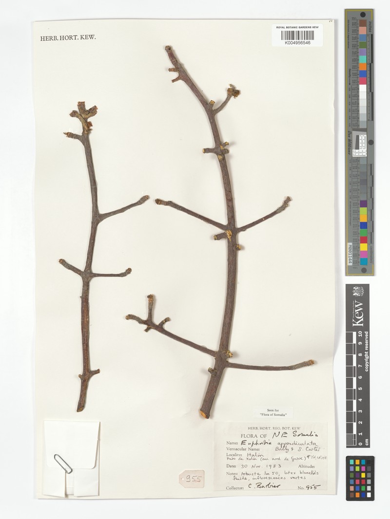 Euphorbia appendiculata