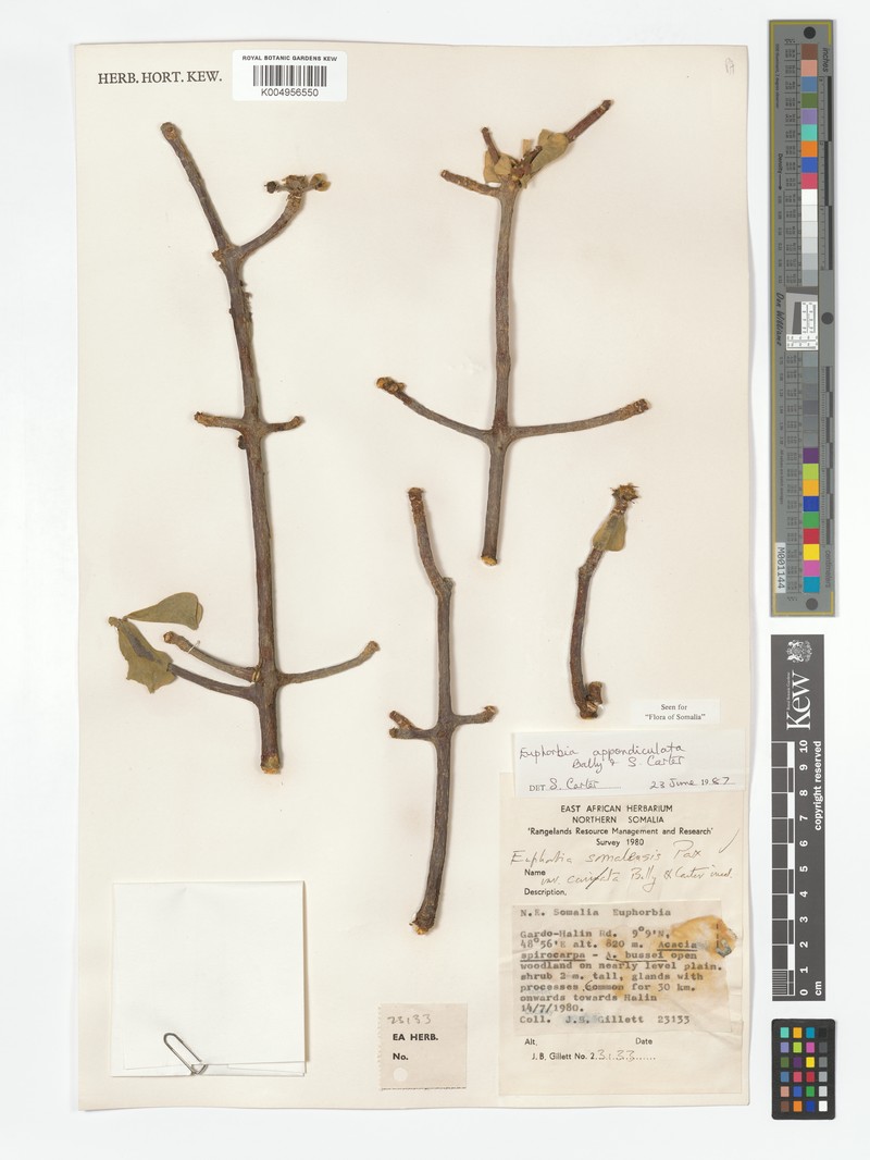 Euphorbia appendiculata photo 3