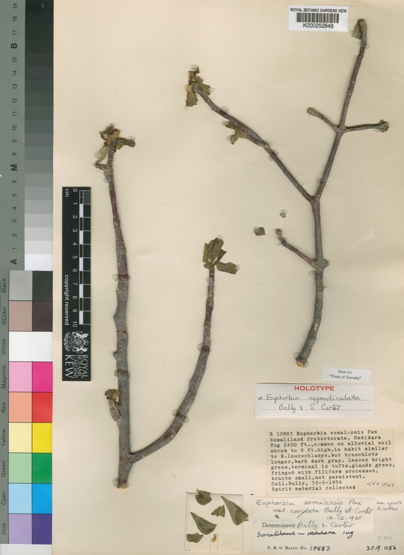 Euphorbia appendiculata photo 4