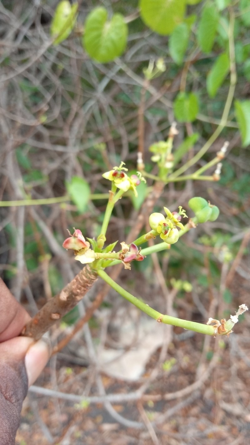 Euphorbia aprica
