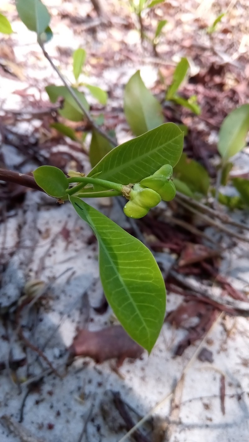 Euphorbia aprica photo 2