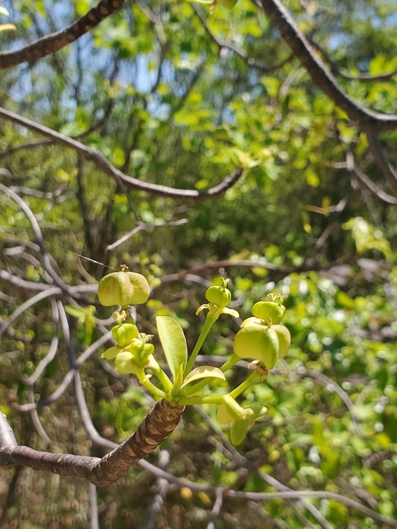 Euphorbia aprica photo 3