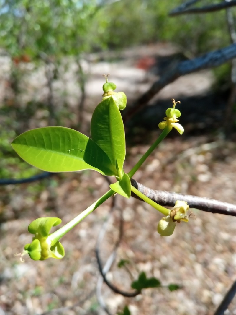 Euphorbia aprica photo 4