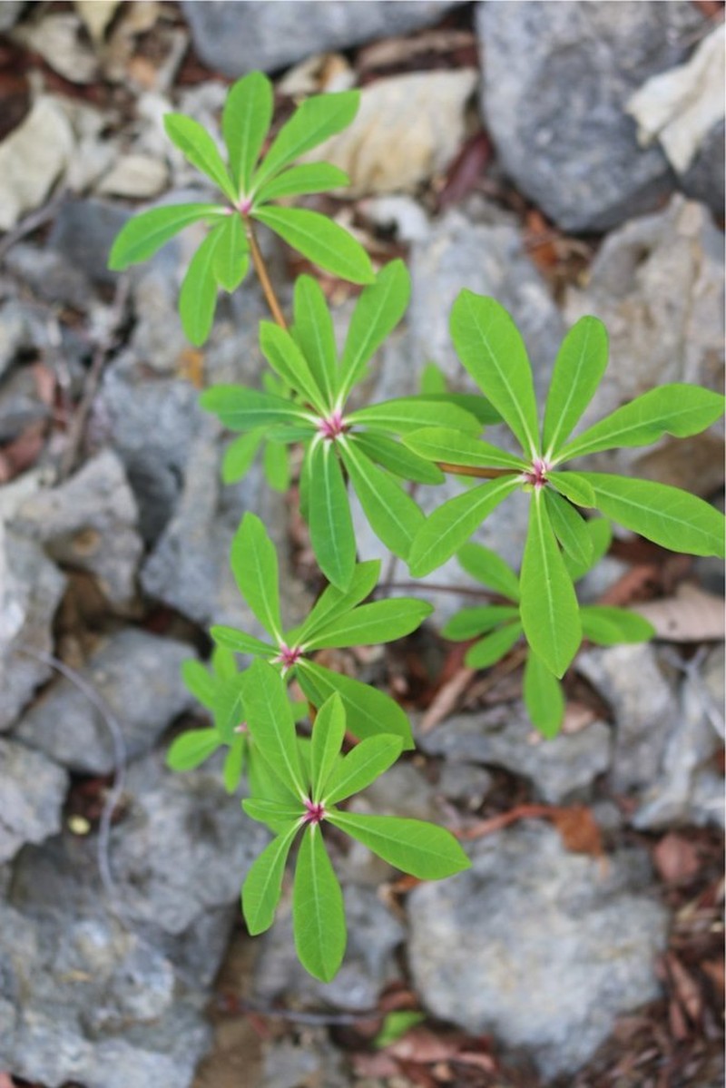 Euphorbia aprica photo 5
