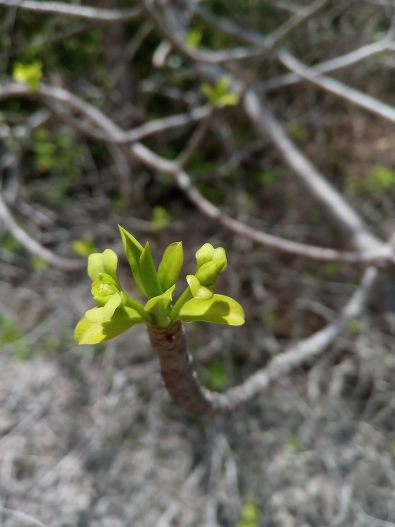 Euphorbia aprica photo 6