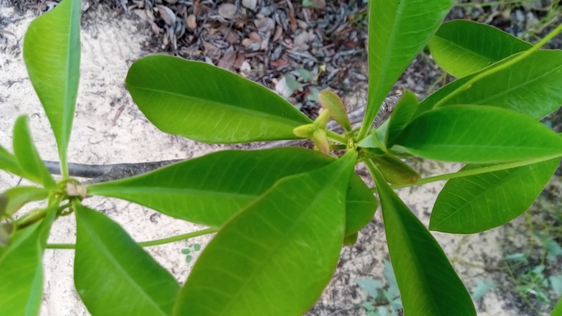 Euphorbia aprica photo 7