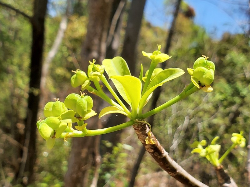 Euphorbia aprica photo 8