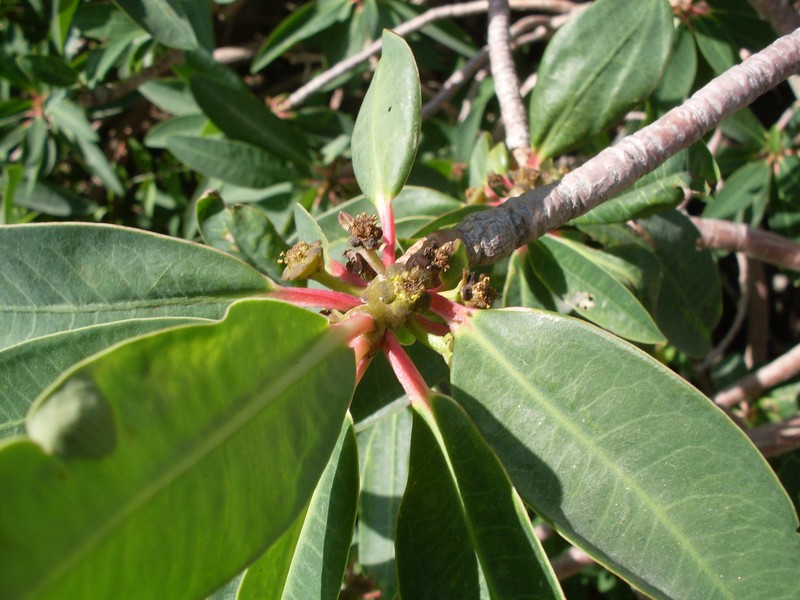 Euphorbia apurimacensis