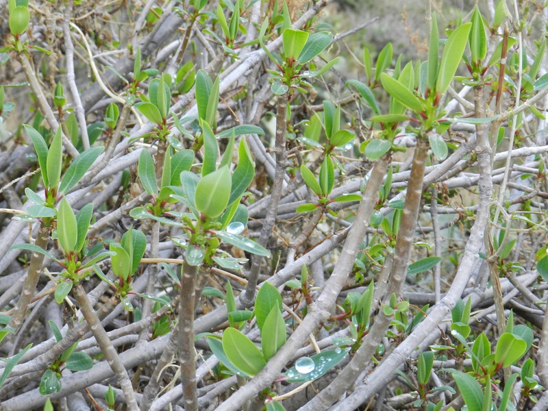 Euphorbia apurimacensis photo 2