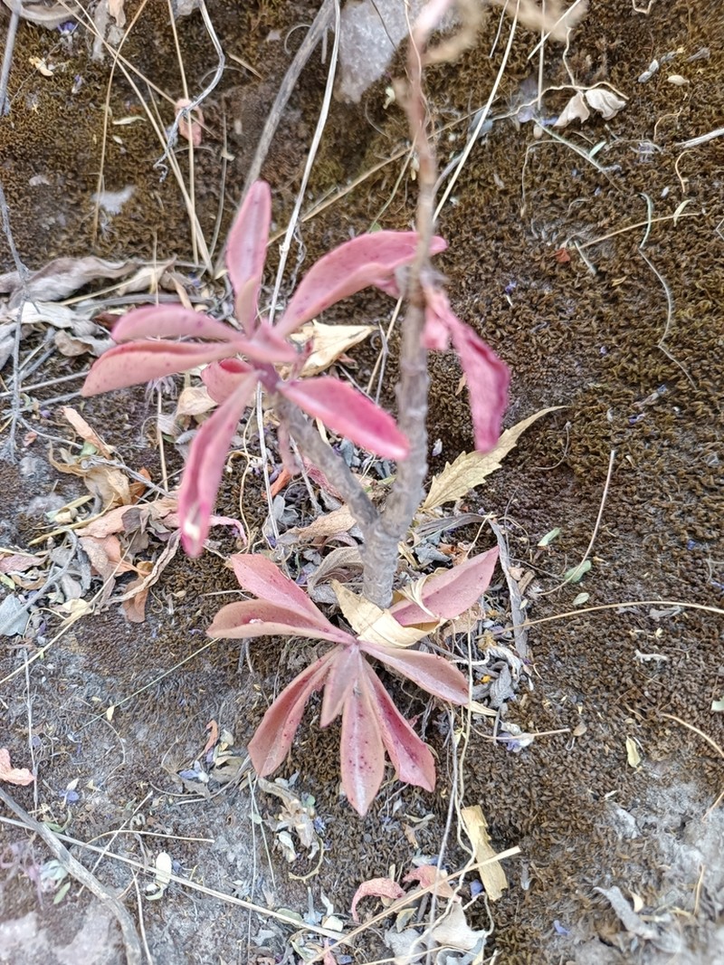 Euphorbia apurimacensis photo 3