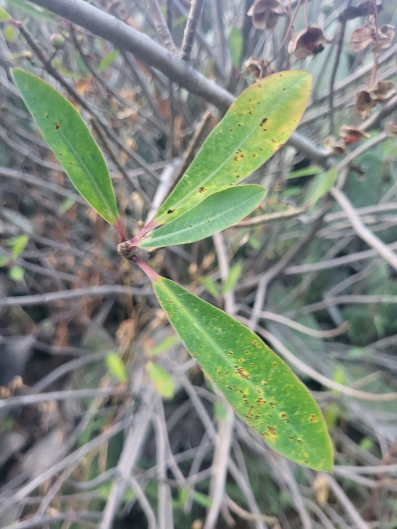 Euphorbia apurimacensis photo 4