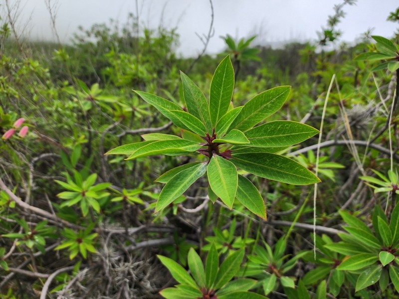 Euphorbia apurimacensis photo 5