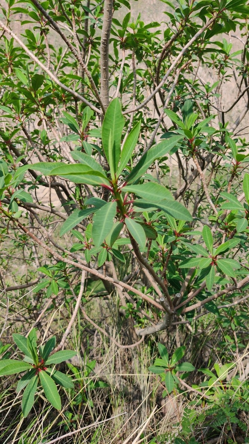 Euphorbia apurimacensis photo 6