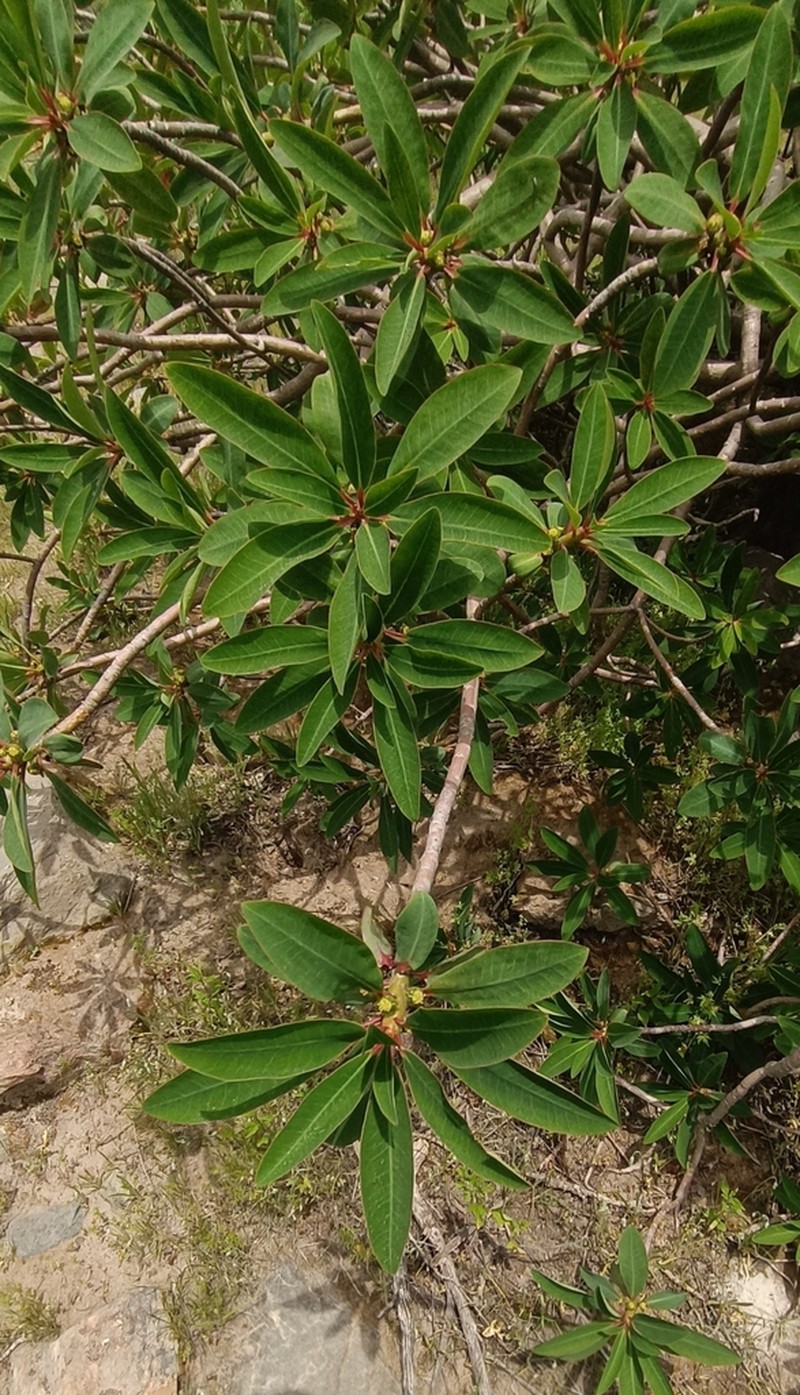 Euphorbia apurimacensis photo 7
