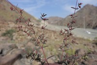 Euphorbia arabica