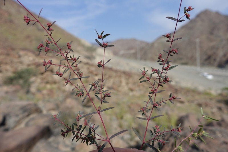 Euphorbia arabica