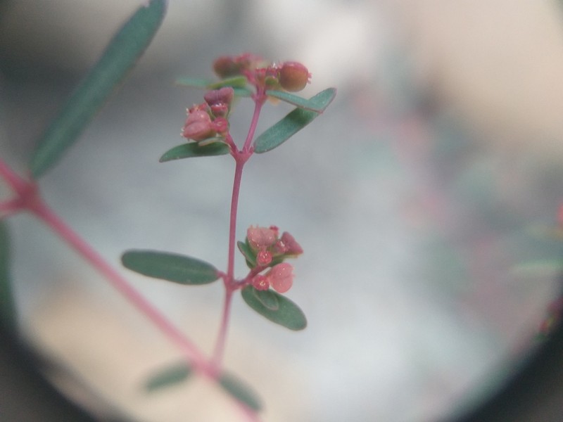 Euphorbia arabica photo 2