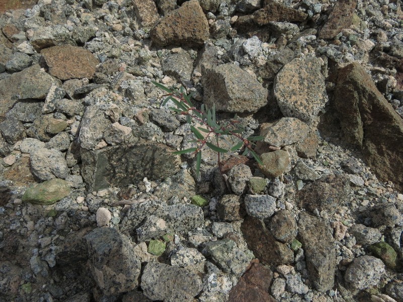 Euphorbia arabica photo 4