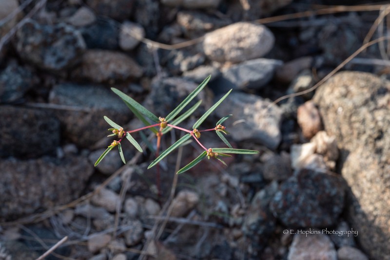 Euphorbia arabica photo 5