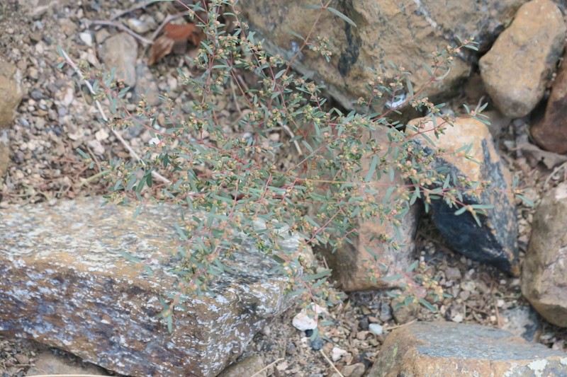 Euphorbia arabica photo 6