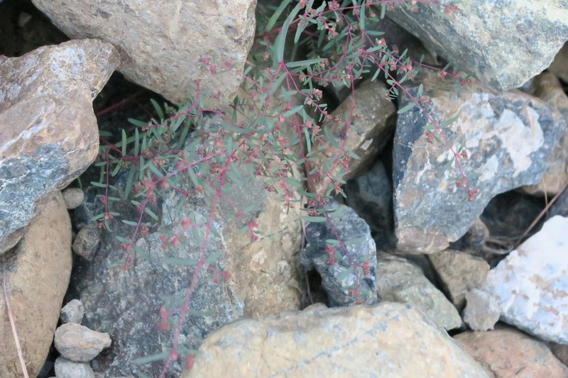 Euphorbia arabica photo 7