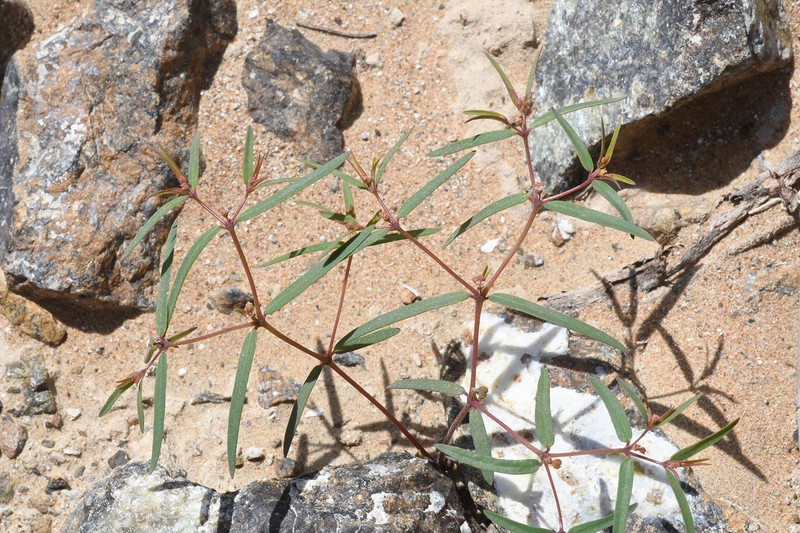 Euphorbia arabica photo 8
