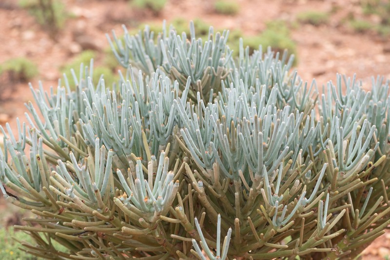 Euphorbia arbuscula