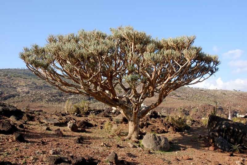 Euphorbia arbuscula photo 2
