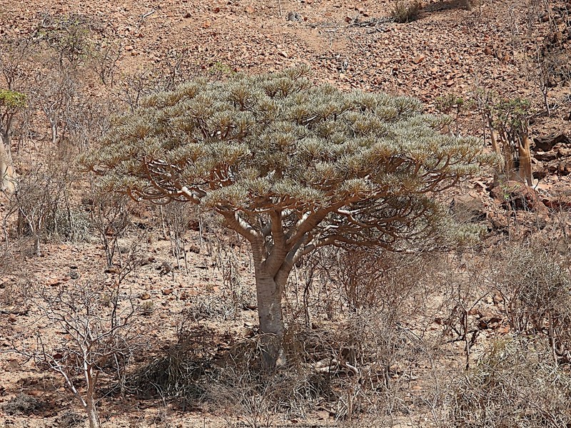 Euphorbia arbuscula photo 4