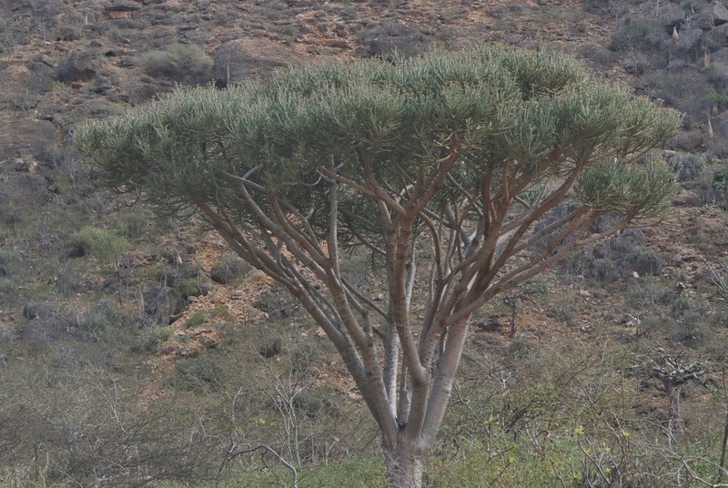 Euphorbia arbuscula photo 5