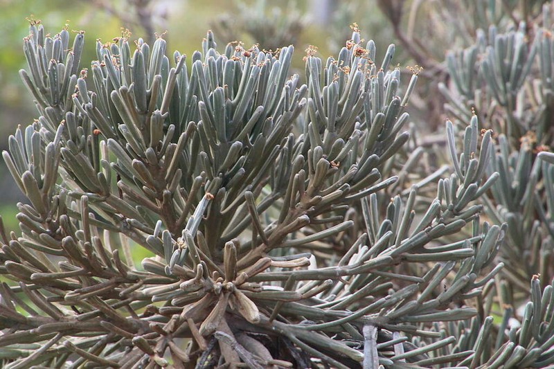 Euphorbia arbuscula photo 6