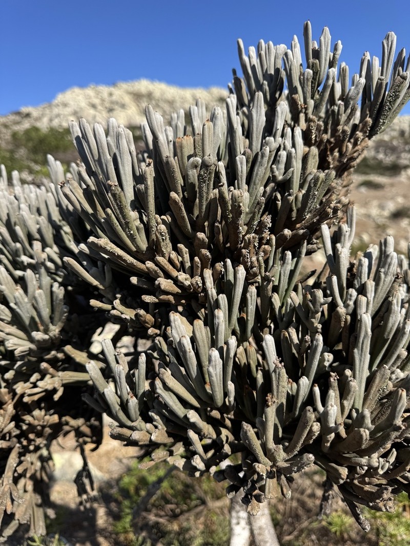 Euphorbia arbuscula photo 8
