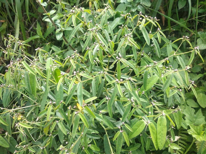 Euphorbia arenaria photo 2