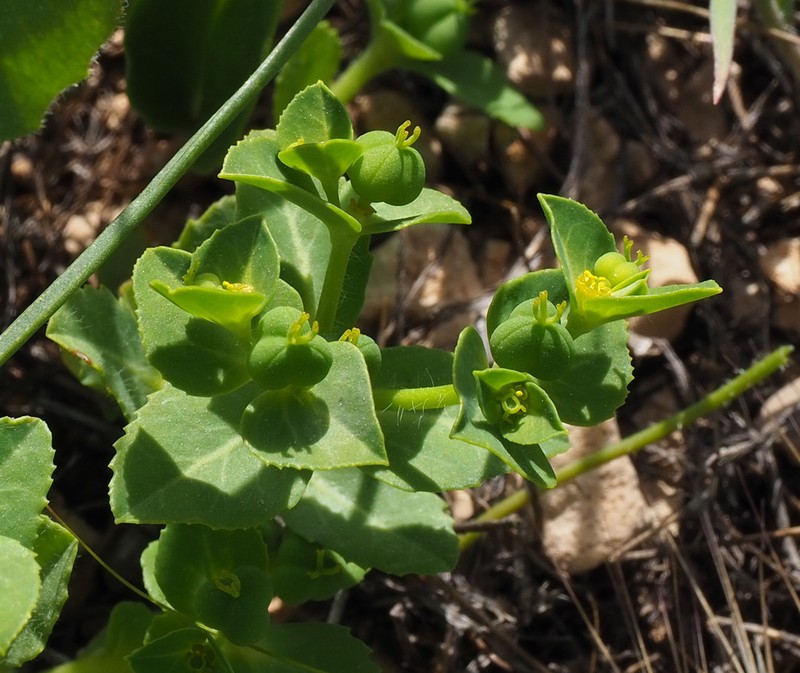 Euphorbia arguta