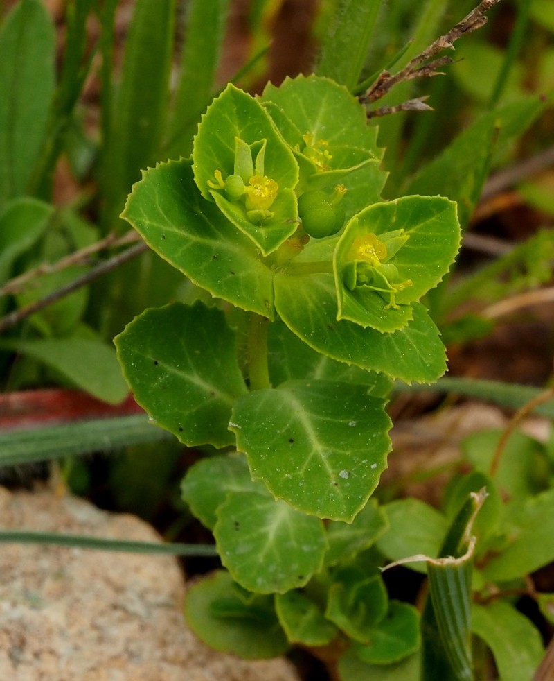 Euphorbia arguta photo 2