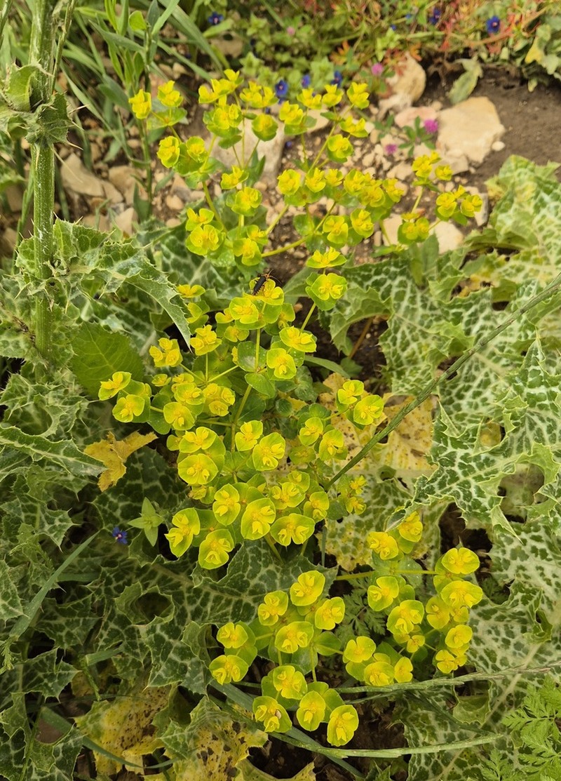 Euphorbia arguta photo 3